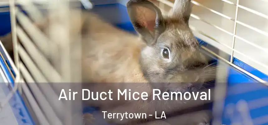 Air Duct Mice Removal Terrytown - LA